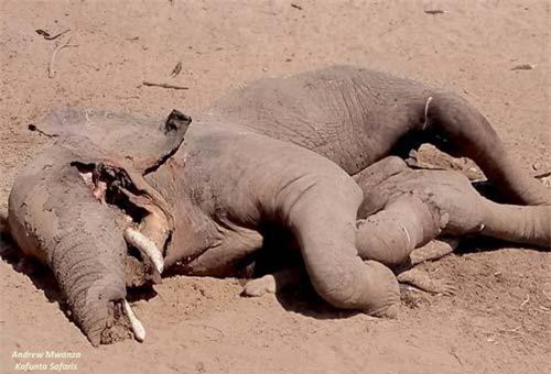 Bị cá sấu tấn công, voi đè bẹp kẻ thù trước lúc chết