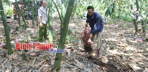 Bình Phước: Trồng tre tàu '3 trong 1', bán từ lá, măng, tới gốc già