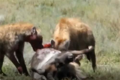 CLIP: Linh cẩu nhận được món quà 'siêu to khổng lồ'