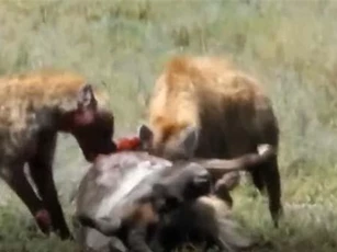 CLIP: Linh cẩu nhận được món quà 'siêu to khổng lồ'