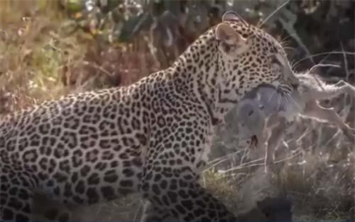 CLIP: Lợn rừng mẹ bất lực nhìn báo đốm bắt mất con