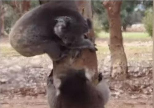 CLIP: Màn kịch chiến kinh hoàng giữa hai con gấu túi