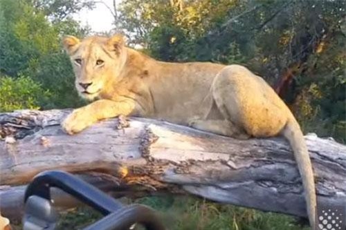 CLIP Top 20 khoảnh khắc động vật tấn công người gây 'sốc'