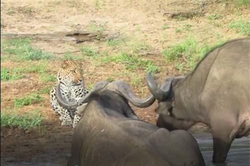 CLIP: Trâu rừng chạm mặt báo hoa mai và cái kết khó tin