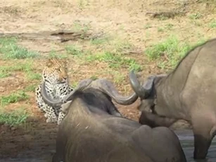 CLIP: Trâu rừng chạm mặt báo hoa mai và cái kết khó tin