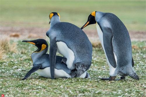 Chim cánh cụt khoe mẽ, quyết làm 'kẻ thứ 3' tội đồ