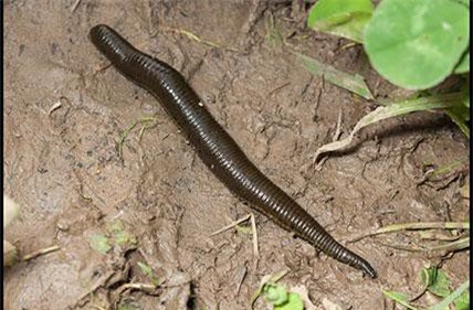 Clip: 7 loài côn trùng kì lạ khiến bạn 'nổi da gà'