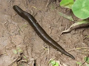 Clip: 7 loài côn trùng kì lạ khiến bạn 'nổi da gà'