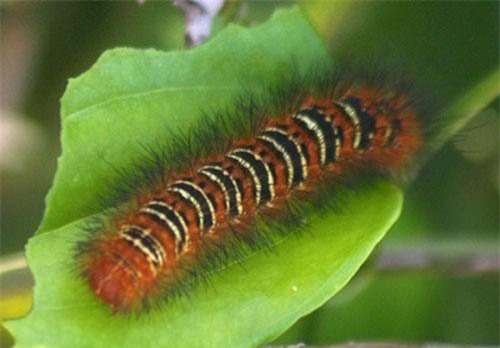 Clip: 8 cảnh tượng hãi hùng khi loài sâu xâm chiếm trái đất