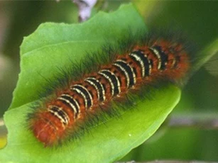 Clip: 8 cảnh tượng hãi hùng khi loài sâu xâm chiếm trái đất