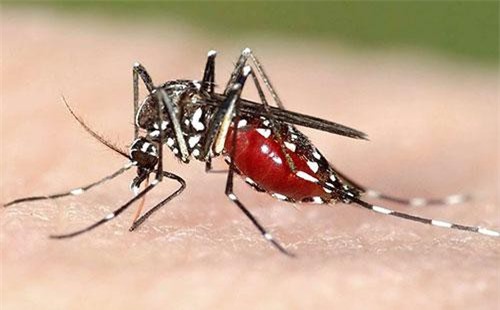 Clip: Điểm danh những loại côn trùng mà bạn nên 'chạy ngay đi' khi gặp chúng