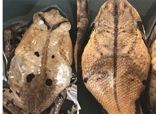 Cóc cải trang thành rắn độc để tránh bị tấn công