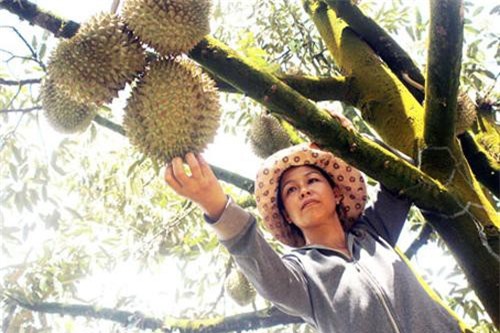 Đồng Nai: Bỏ việc 10 triệu đồng/tháng ở phố thị, về quê trồng xen 3 trong 1