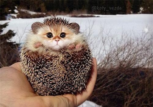 Góc nhìn cực choáng khi động vật 'cấy ghép' mặt mèo