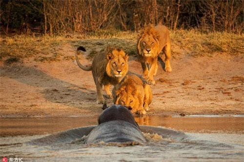 Hà mã thể hiện vương quyền sông nước, đánh đuổi vua sư tử