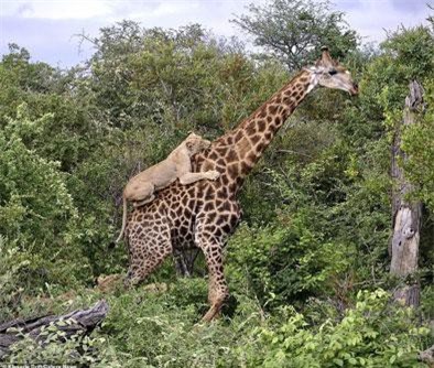 Hươu cao cổ chiến đấu ngoan cường, thoát nanh vuốt 6 sư tử