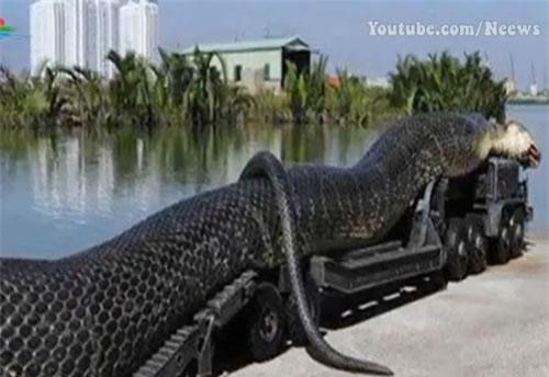 Khám phá những chú rắn hổ mang chúa 'khủng' nhất thế giới: Việt Nam cũng góp mặt