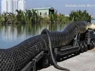 Khám phá những chú rắn hổ mang chúa 'khủng' nhất thế giới: Việt Nam cũng góp mặt
