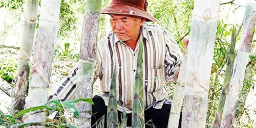 Khánh Hòa: Trồng vườn tầm vông thẳng tắp, bán lai rai lãi hơn 100 triệu