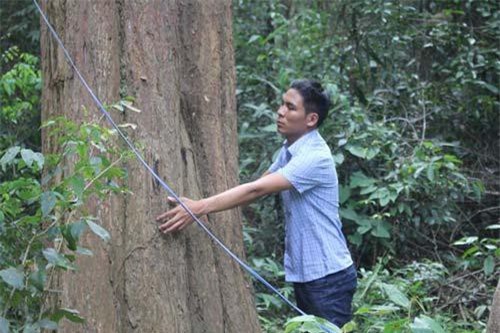 Khu rừng chỉ hơn 500ha mà chứa vô số gỗ quý cả trăm năm tuổi