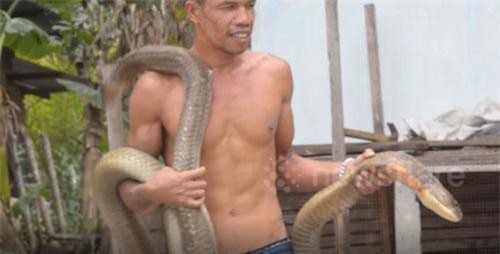 Kinh hãi trước cảnh người đàn ông nhẹ nhàng ôm vác rắn hổ mang chúa 'khủng'