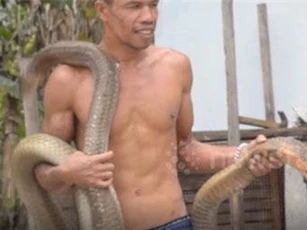 Kinh hãi trước cảnh người đàn ông nhẹ nhàng ôm vác rắn hổ mang chúa 'khủng'