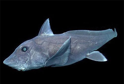 Kinh ngạc loài cá lưu trữ tinh trùng 3 năm để đẻ dần