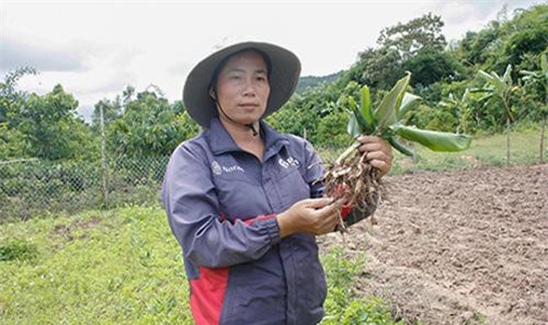 Kon Tum: Bán 1 tạ củ cây thuốc 'khỏe thần kỳ', thu 20 triệu đồng