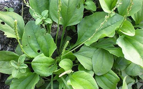 Lá mã đề rất tốt nhưng dùng theo cách này vào mùa hè chẳng khác gì 'bức tử' quả thận