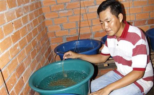 Vĩnh Long: Bỏ giám đốc lương 25 triệu về quê nuôi con trơn, lãi 1 tỷ