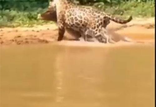 Báo đốm và những màn săn mồi đặc sắc nhất