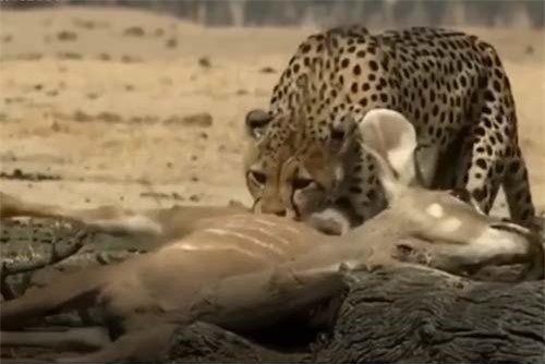 CLIP: Báo săn đoạt mạng linh dương kudu trong vòng 'một nốt nhạc'