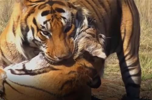 CLIP: Hai con hổ tử chiến giành địa bàn