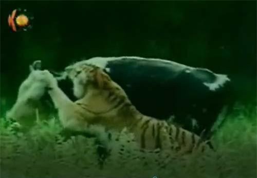 CLIP: Hổ vào nông trại tấn công bò