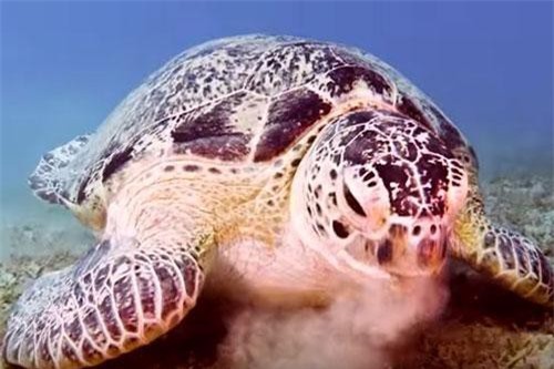 CLIP: Những khoảnh khắc cực thú vị của loài rùa biển