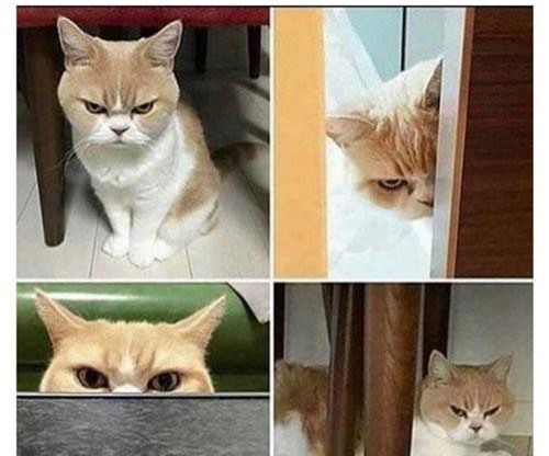 'Chết cười' với loạt ảnh động vật thể hiện cảm xúc