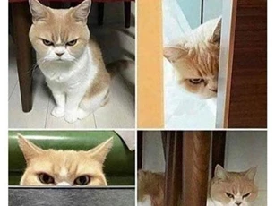 'Chết cười' với loạt ảnh động vật thể hiện cảm xúc