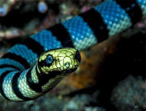 Clip: Vẻ đẹp tử thần của rắn biển Belcher khiến con người kinh hãi