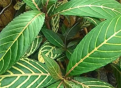 Đau dạ dày dai dẳng, trào ngược dạ dày khỏi tức thì nhờ loại cây này