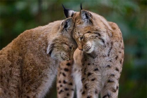 Khoảnh khắc ngọt ngào 'tan chảy' của động vật ngày gió về