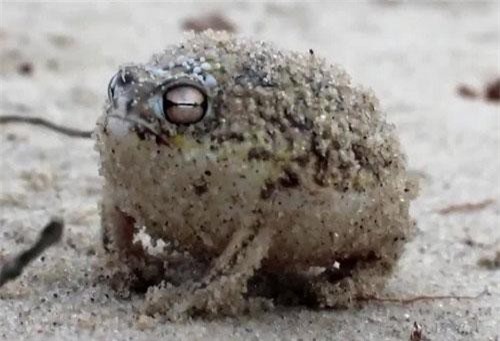 Lạ kỳ về loài ếch mũm mĩm, phát ra âm thanh gào thét 'ghê rợn'