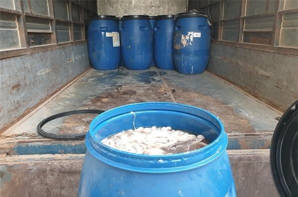 Lạng Sơn: Chặn đứng 800 kg lòng lợn tươi ướp lạnh không đảm bảo vệ sinh thú y