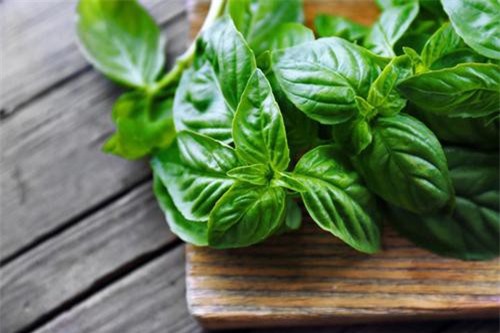 Lý do húng quế được mệnh danh là vua của các loại thảo mộc