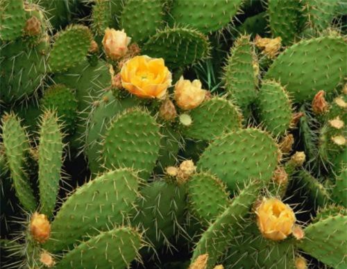 Những công dụng chữa bệnh bất ngờ của cây xương rồng