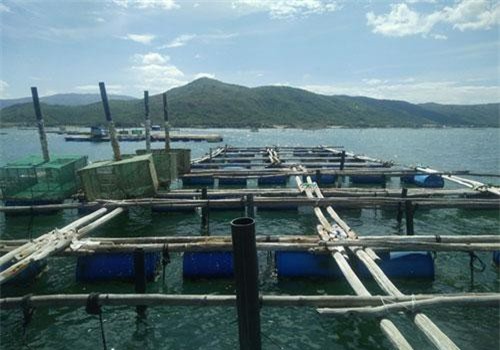 Phú Yên: Nuôi tôm hùm lồng kết hợp vẹm xanh, rong sụn