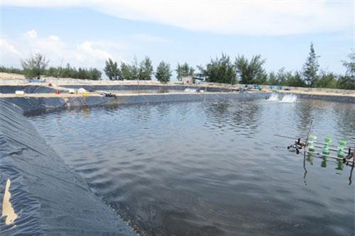 Quảng Bình: Nuôi ốc hương thu tiền tỷ trên xứ gió Lào, cát trắng