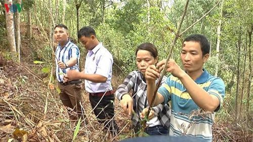 Quảng Nam: Đồng bào Cơ Tu thoát nghèo từ cây dược liệu quý ba kích tím