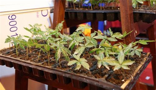 Quảng Nam: Trồng cây dược liệu giúp người dân xóa đói giảm nghèo