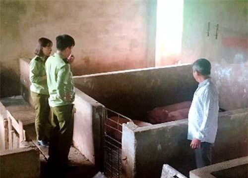 Quảng Ngãi: Dự báo không thiếu thịt heo dịp Tết Nguyên đán năm 2020