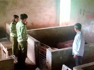 Quảng Ngãi: Dự báo không thiếu thịt heo dịp Tết Nguyên đán năm 2020